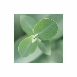 Eucalyptus gunnii 13 Eucalyptus gunnii -Camellia - shop TR0145 add image 4 f7ba
