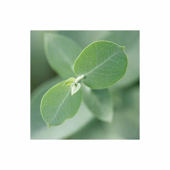 Eucalyptus gunnii 8 Eucalyptus gunnii - Image 6