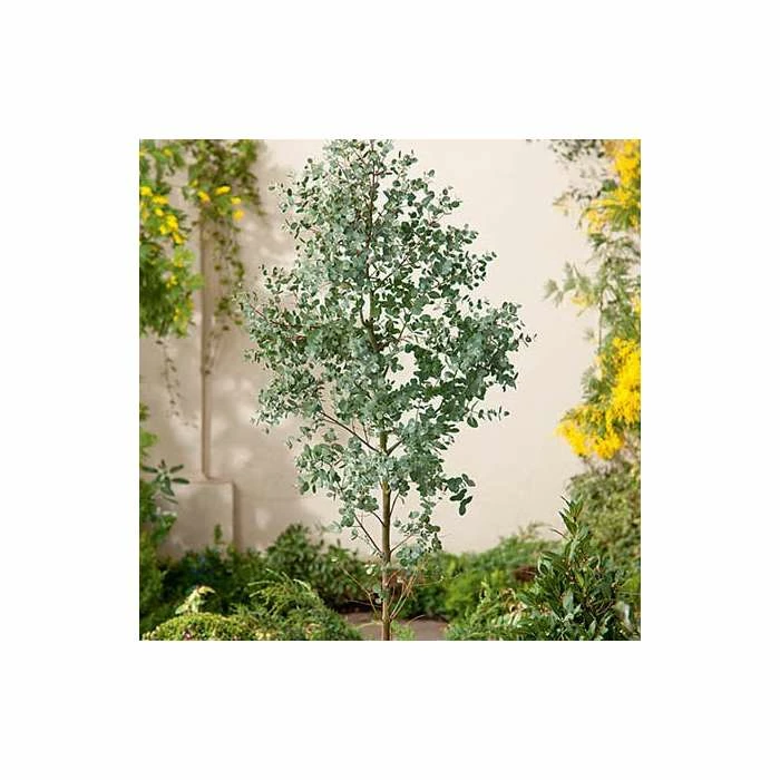 Eucalyptus gunnii 3 Eucalyptus gunnii