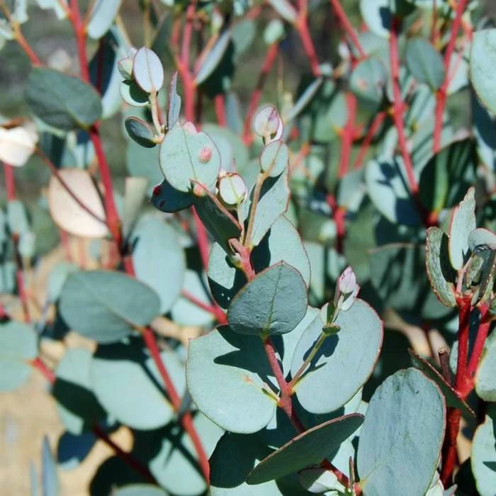 Eucalyptus gunnii 4 Eucalyptus gunnii - Image 2