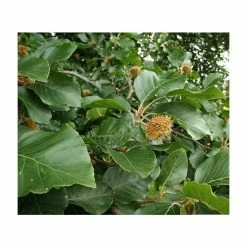 Beech Tree | Fagus Sylvatica 9 Beech Tree | Fagus Sylvatica -Camellia - shop TR0146 add image 2 1456