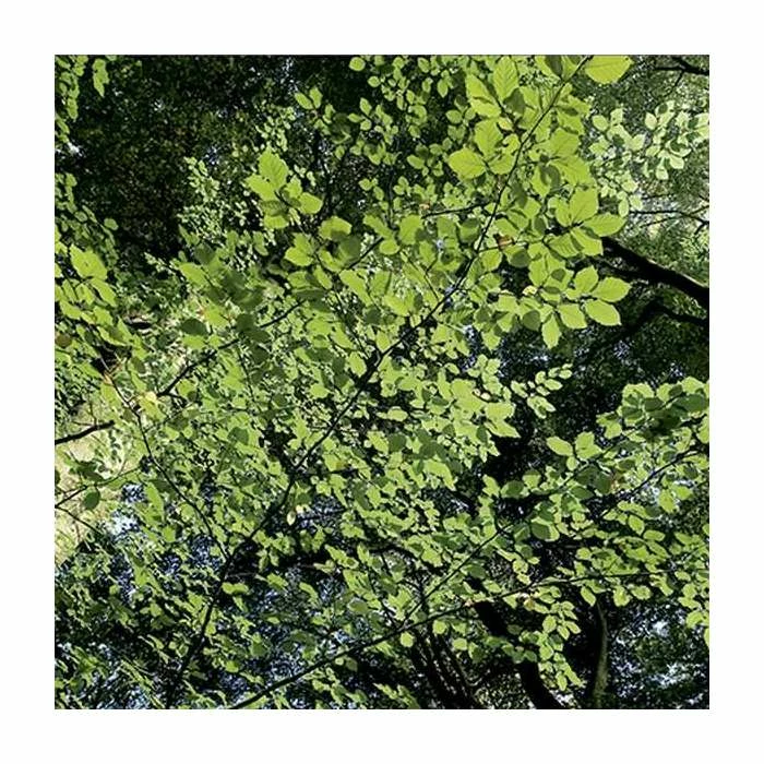 Beech Tree | Fagus Sylvatica 4 Beech Tree | Fagus Sylvatica - Image 2