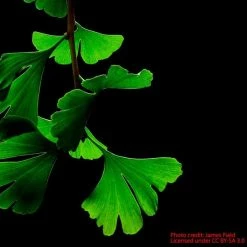 Ginkgo Biloba | Maidenhair Tree 14 Ginkgo Biloba | Maidenhair Tree -Camellia - shop TR0147 add image 1 4cb4