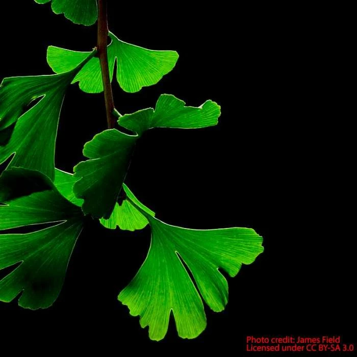 Ginkgo Biloba | Maidenhair Tree 5 Ginkgo Biloba | Maidenhair Tree - Image 3