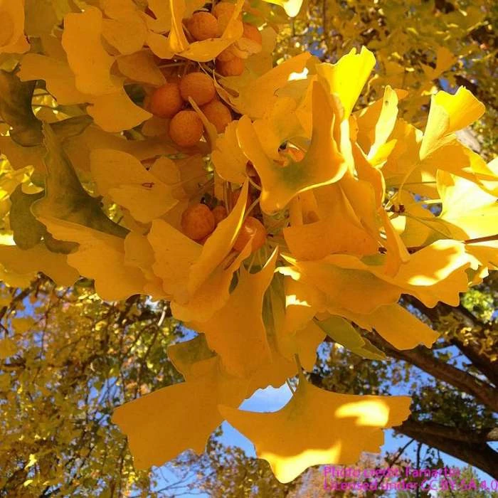 Ginkgo Biloba | Maidenhair Tree 6 Ginkgo Biloba | Maidenhair Tree - Image 4