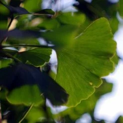 Ginkgo Biloba | Maidenhair Tree 16 Ginkgo Biloba | Maidenhair Tree -Camellia - shop TR0147 add image 3 7be3