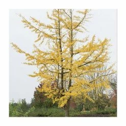 Ginkgo Biloba | Maidenhair Tree 17 Ginkgo Biloba | Maidenhair Tree -Camellia - shop TR0147 add image 4 40d7