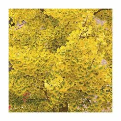 Ginkgo Biloba | Maidenhair Tree 18 Ginkgo Biloba | Maidenhair Tree -Camellia - shop TR0147 add image 5 4cf5