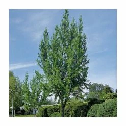 Ginkgo Biloba | Maidenhair Tree 19 Ginkgo Biloba | Maidenhair Tree -Camellia - shop TR0147 add image 6 300a
