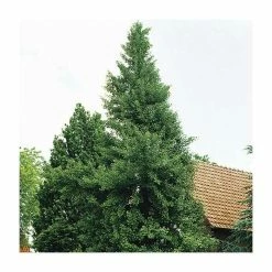 Ginkgo Biloba | Maidenhair Tree 20 Ginkgo Biloba | Maidenhair Tree -Camellia - shop TR0147 add image 7 a6b8