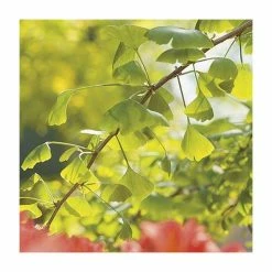 Ginkgo Biloba | Maidenhair Tree 21 Ginkgo Biloba | Maidenhair Tree -Camellia - shop TR0147 add image 8 6468