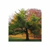Ginkgo Biloba | Maidenhair Tree 1 Ginkgo Biloba | Maidenhair Tree -Camellia - shop TR0147 main image 3ac8