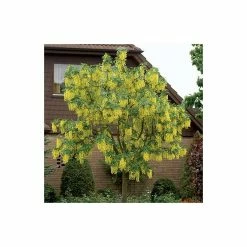 Laburnum x watereri 'Vossii' 9 Laburnum x watereri 'Vossii' -Camellia - shop TR01499L add image 1 9fe3