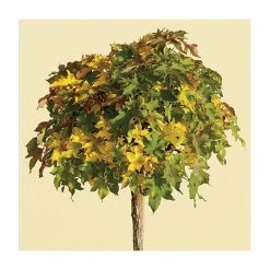 Liquidambar styraciflua 'Gum Ball' | Sweet Gum Tree | 18L Pot | 120-150cm Half Standard 9 Liquidambar styraciflua 'Gum Ball' | Sweet Gum Tree | 18L Pot | 120-150cm Half Standard -Camellia - shop TR015018L add image 1 850a