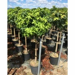 Liquidambar styraciflua 'Gum Ball' | Sweet Gum Tree | 18L Pot | 120-150cm Half Standard 10 Liquidambar styraciflua 'Gum Ball' | Sweet Gum Tree | 18L Pot | 120-150cm Half Standard -Camellia - shop TR015018L add image 2 f218