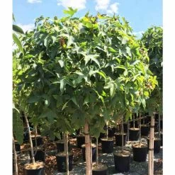 Liquidambar styraciflua 'Gum Ball' | Sweet Gum Tree | 18L Pot | 120-150cm Half Standard 11 Liquidambar styraciflua 'Gum Ball' | Sweet Gum Tree | 18L Pot | 120-150cm Half Standard -Camellia - shop TR015018L add image 3 1715
