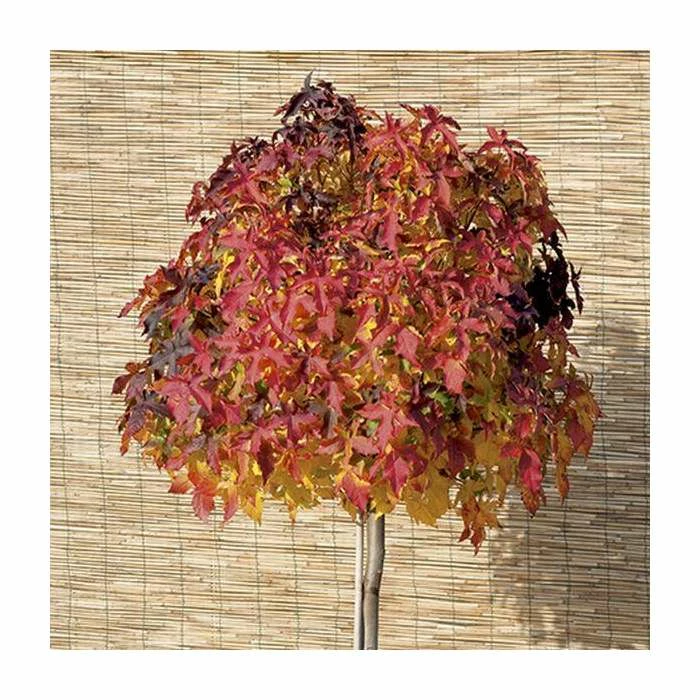 Liquidambar styraciflua 'Gum Ball' | Sweet Gum Tree | 18L Pot | 120-150cm Half Standard 3 Liquidambar styraciflua 'Gum Ball' | Sweet Gum Tree | 18L Pot | 120-150cm Half Standard