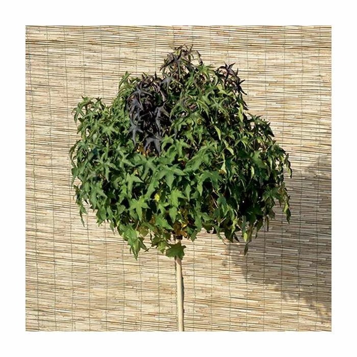 Liquidambar styraciflua 'Gum Ball' | Sweet Gum Tree | 18L Pot | 120-150cm Half Standard 4 Liquidambar styraciflua 'Gum Ball' | Sweet Gum Tree | 18L Pot | 120-150cm Half Standard - Image 2