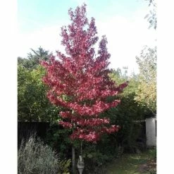 Liquidambar styraciflua | Sweet Gum Tree 11 Liquidambar styraciflua | Sweet Gum Tree -Camellia - shop TR0150 add image 1 1adf