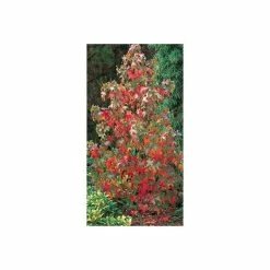 Liquidambar styraciflua | Sweet Gum Tree 13 Liquidambar styraciflua | Sweet Gum Tree -Camellia - shop TR0150 add image 3 f914