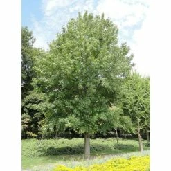 Liquidambar styraciflua | Sweet Gum Tree 14 Liquidambar styraciflua | Sweet Gum Tree -Camellia - shop TR0150 add image 4 bf5d