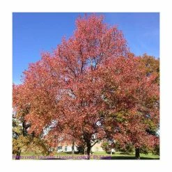 Liquidambar styraciflua | Sweet Gum Tree 15 Liquidambar styraciflua | Sweet Gum Tree -Camellia - shop TR0150 add image 5 3d21