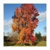 Liquidambar styraciflua | Sweet Gum Tree 2 Liquidambar styraciflua | Sweet Gum Tree -Camellia - shop TR0150 main image 9d5e