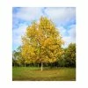 Liriodendron tulipifera | Tulip Tree 1 Liriodendron tulipifera | Tulip Tree -Camellia - shop TR0152 main image 3e1b