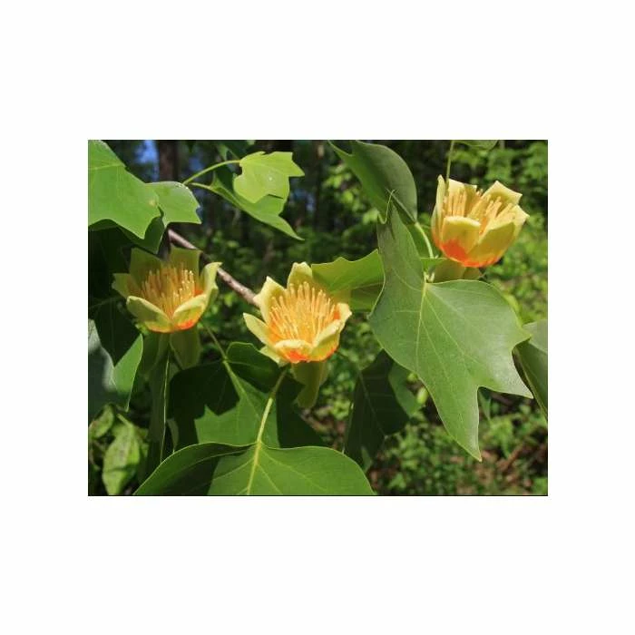 Liriodendron tulipifera | Tulip Tree 4 Liriodendron tulipifera | Tulip Tree - Image 2