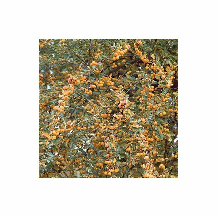 Malus 'Butterball' | Crab Apple Tree | 9L Pot | 12L Pot | 150-180cm | By Frank P Matthews 6 Malus 'Butterball' | Crab Apple Tree | 9L Pot | 12L Pot | 150-180cm | By Frank P Matthews - Image 4