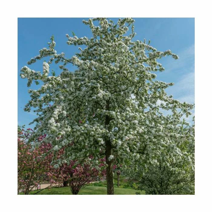 Malus 'Butterball' | Crab Apple Tree | 9L Pot | 12L Pot | 150-180cm | By Frank P Matthews 3 Malus 'Butterball' | Crab Apple Tree | 9L Pot | 12L Pot | 150-180cm | By Frank P Matthews
