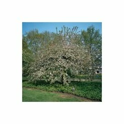 Malus 'Butterball' | Crabapple Tree 15 Malus 'Butterball' | Crabapple Tree -Camellia - shop TR01539L add image 5 9ae0