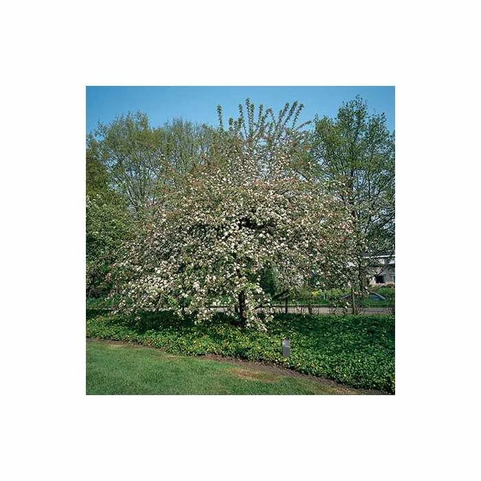 Malus 'Butterball' | Crabapple Tree 9 Malus 'Butterball' | Crabapple Tree - Image 7