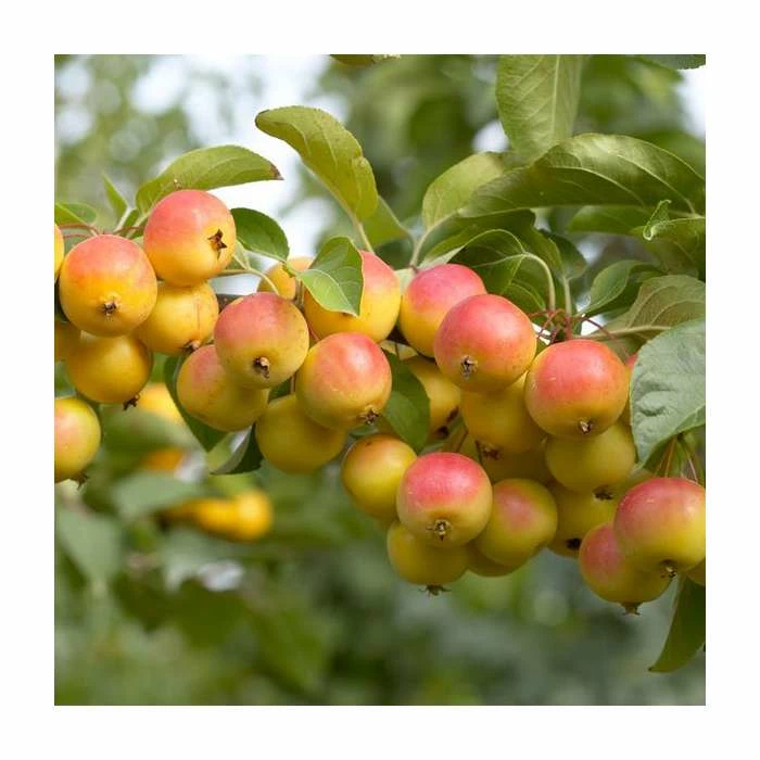 Malus 'Butterball' | Crabapple Tree 4 Malus 'Butterball' | Crabapple Tree - Image 2