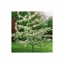 Malus 'Evereste' | Crab Apple Tree | 12L Pot | 150-180cm | By Frank P Matthews