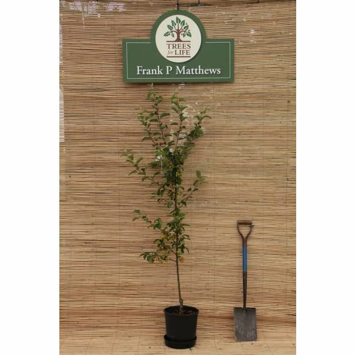 Malus 'Evereste' | Crab Apple Tree | 12L Pot | 150-180cm | By Frank P Matthews 4 Malus 'Evereste' | Crab Apple Tree | 12L Pot | 150-180cm | By Frank P Matthews - Image 2