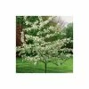 Malus 'Evereste' | Crabapple Tree -Camellia - shop TR0154 main image 8e15