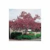 Malus floribunda | Crabapple Tree 1 Malus floribunda | Crabapple Tree -Camellia - shop TR01559L main image 22d2