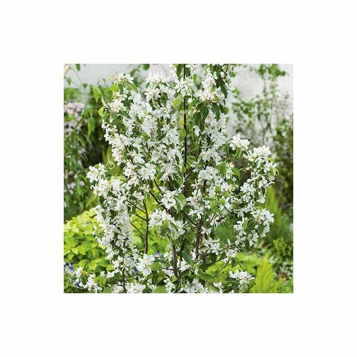 Malus 'John Downie' | Crab Apple Tree | 12L Pot | 150-180cm | By Frank P Matthews 5 Malus 'John Downie' | Crab Apple Tree | 12L Pot | 150-180cm | By Frank P Matthews - Image 3