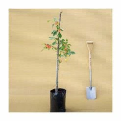 Malus 'John Downie' | Crabapple Tree 9 Malus 'John Downie' | Crabapple Tree -Camellia - shop TR01579L add image 2 0c7c