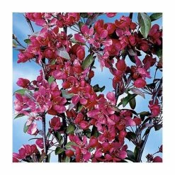 Malus x moerlandsii 'Profusion' | Crabapple Tree 8 Malus x moerlandsii 'Profusion' | Crabapple Tree -Camellia - shop TR01599L rollover image f8ef