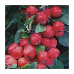 Malus x purpurea 'Neville Copeman' | Crabapple Tree 7 Malus x purpurea 'Neville Copeman' | Crabapple Tree -Camellia - shop TR01629L rollover image 7ec3