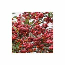 Malus x robusta 'Red Sentinel' | Crab Apple Tree | 12L Pot | 150-180cm | By Frank P Matthews 10 Malus x robusta 'Red Sentinel' | Crab Apple Tree | 12L Pot | 150-180cm | By Frank P Matthews -Camellia - shop TR016312L add image 1 7780
