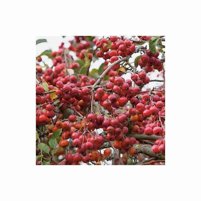 Malus x robusta 'Red Sentinel' | Crab Apple Tree | 12L Pot | 150-180cm | By Frank P Matthews 5 Malus x robusta 'Red Sentinel' | Crab Apple Tree | 12L Pot | 150-180cm | By Frank P Matthews - Image 3