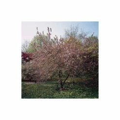 Malus x robusta 'Red Sentinel' | Crab Apple Tree | 12L Pot | 150-180cm | By Frank P Matthews 11 Malus x robusta 'Red Sentinel' | Crab Apple Tree | 12L Pot | 150-180cm | By Frank P Matthews -Camellia - shop TR016312L add image 2 d0dc