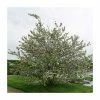Malus x robusta 'Red Sentinel' | Crab Apple Tree | 12L Pot | 150-180cm | By Frank P Matthews 1 Malus x robusta 'Red Sentinel' | Crab Apple Tree | 12L Pot | 150-180cm | By Frank P Matthews -Camellia - shop TR016312L main image 11e7