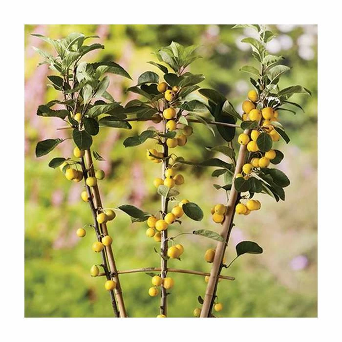Malus x zumi 'Golden Hornet' | Crab Apple Tree | 12L Pot | 150-180cm | By Frank P Matthews 5 Malus x zumi 'Golden Hornet' | Crab Apple Tree | 12L Pot | 150-180cm | By Frank P Matthews - Image 3