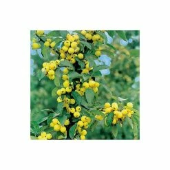 Malus x zumi 'Golden Hornet' | Crab Apple Tree | 12L Pot | 150-180cm | By Frank P Matthews 10 Malus x zumi 'Golden Hornet' | Crab Apple Tree | 12L Pot | 150-180cm | By Frank P Matthews -Camellia - shop TR016612L add image 2 63eb