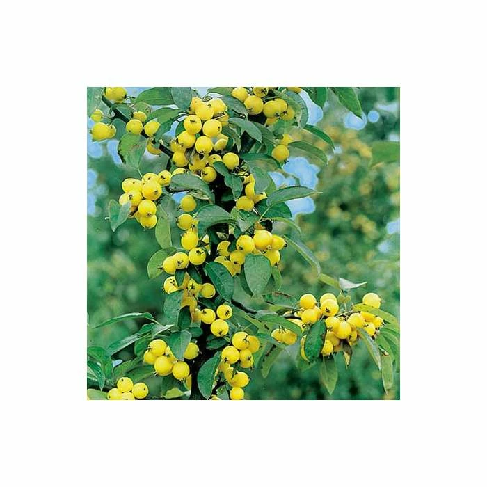 Malus x zumi 'Golden Hornet' | Crab Apple Tree | 12L Pot | 150-180cm | By Frank P Matthews 6 Malus x zumi 'Golden Hornet' | Crab Apple Tree | 12L Pot | 150-180cm | By Frank P Matthews - Image 4
