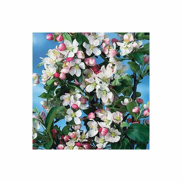 Malus x zumi 'Golden Hornet' | Crab Apple Tree | 12L Pot | 150-180cm | By Frank P Matthews 7 Malus x zumi 'Golden Hornet' | Crab Apple Tree | 12L Pot | 150-180cm | By Frank P Matthews - Image 5